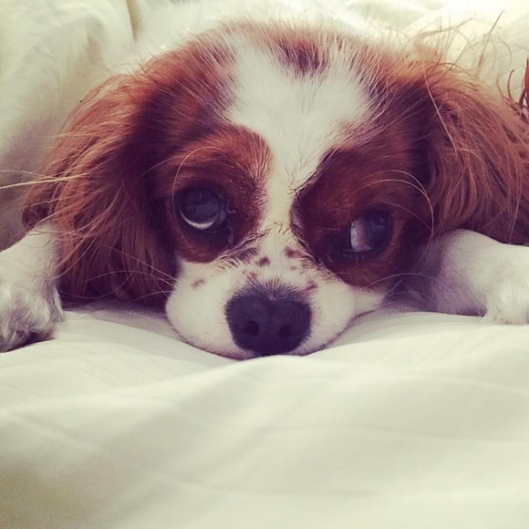 Meet your Posher, Jennifer - Picture 4 of 8